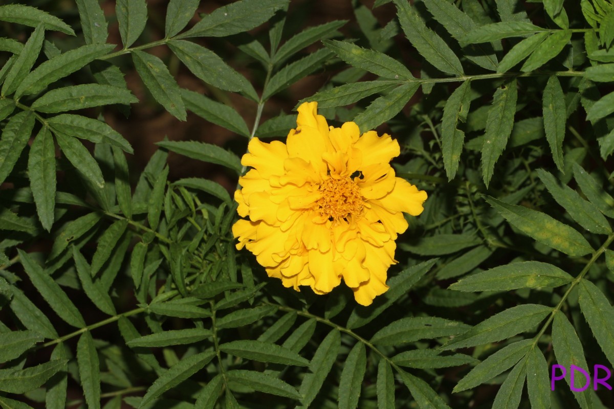 Tagetes erecta L.